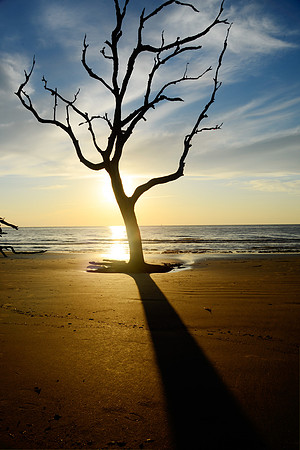 Driftwood Tree