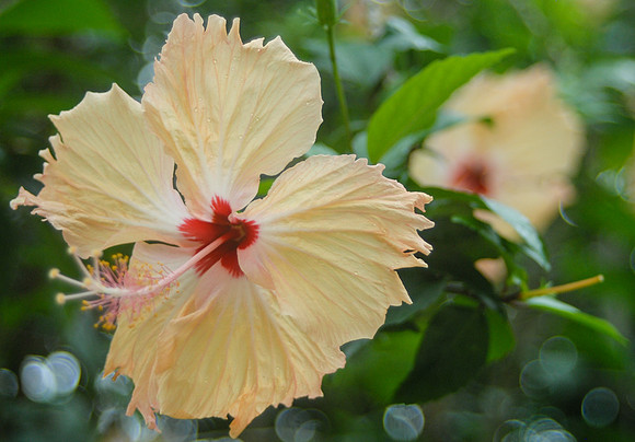 Fiji Hibiscus
