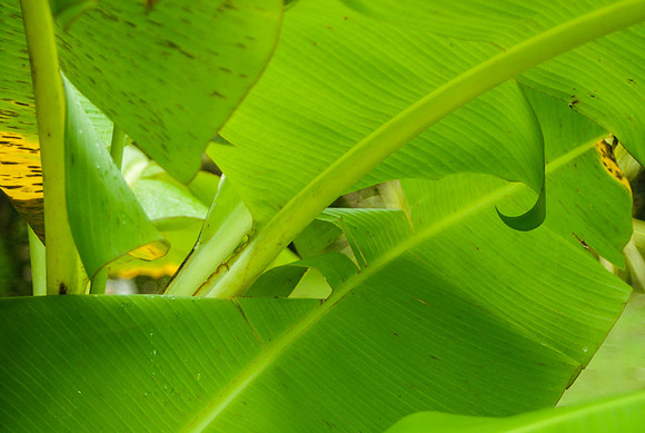 Banana Leaves
