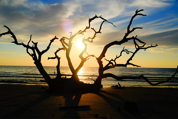 Driftwood Beach