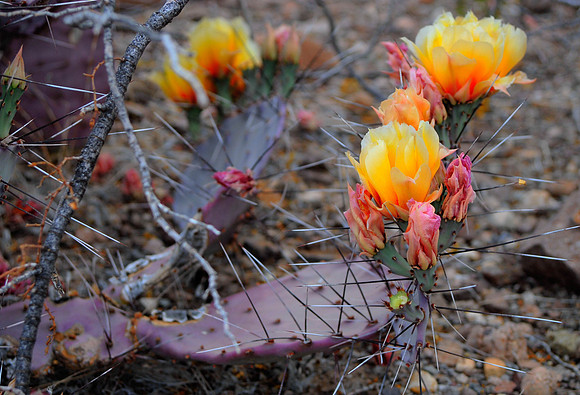 Cactus in Big Bend