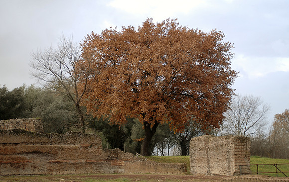 Tree at Hadrian's Villa