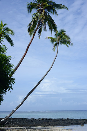 Paradise Palms