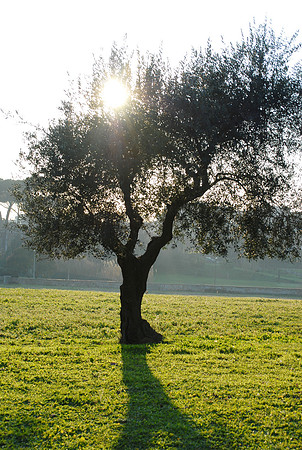 Tree on Appian Way