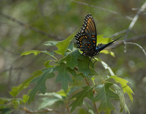 Big Bend Butterfly