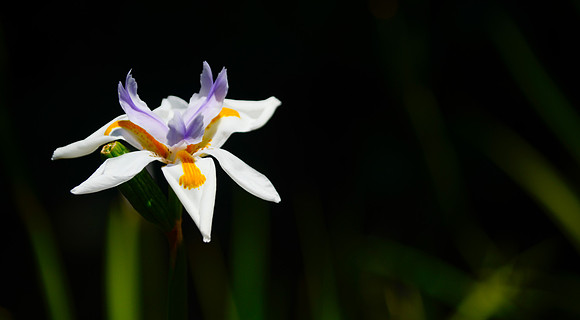 Simplicity in flower