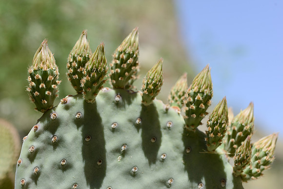 Cactus in Big Bend