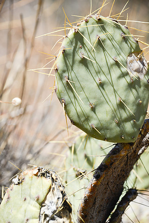 Cactus in Big Bend