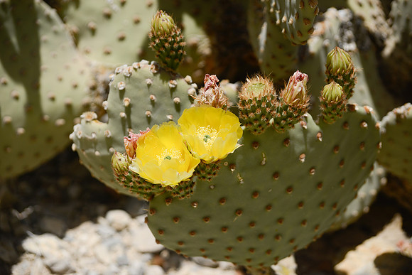Cactus in Big Bend